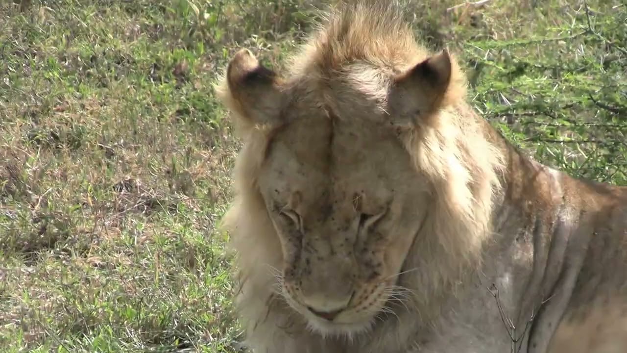 Tanzania - 2026 - Safari