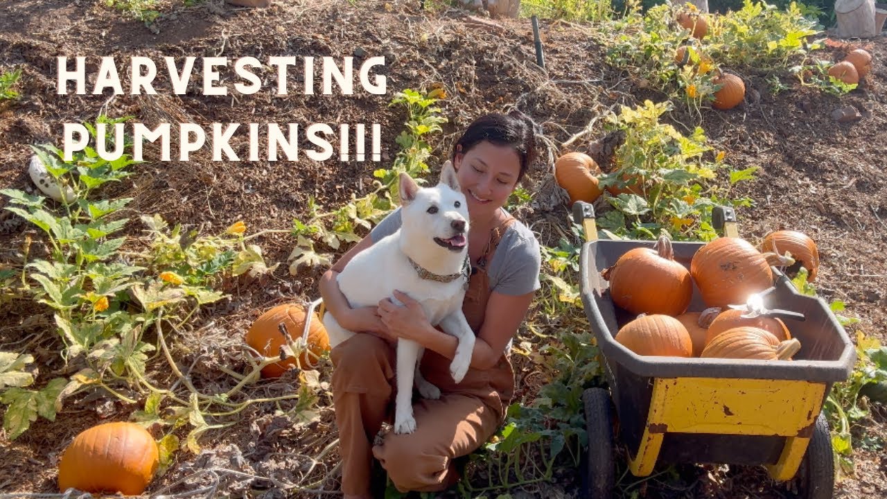 Harvesting VOLUNTEER PUMPKINS! - AND Baby boo, jack b little and rampicante squash!