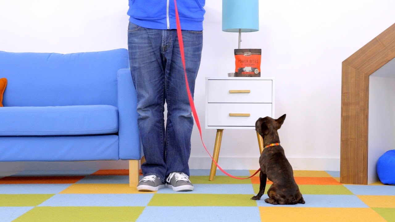 Leash Training: How to Leash Train a Dog | Chewy