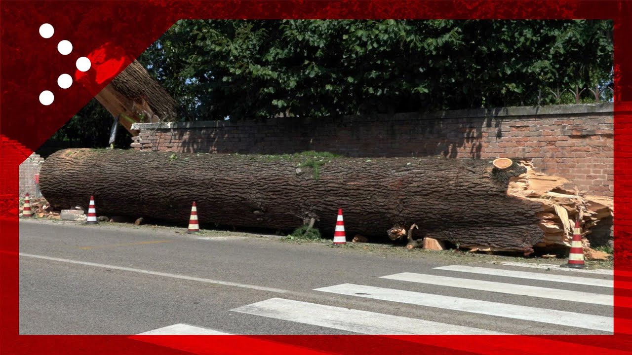 Maltempo in Veneto, grosso albero cade lungo la riviera del Brenta