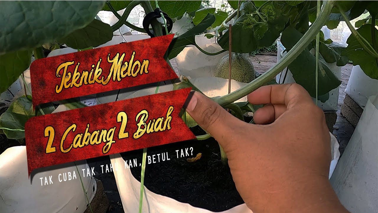 Teknik Tanam Melon 1 Pokok, 2 Cabang, 2 Buah & Teknik High Plant Density ( Boleh Ke Tanam Rapat)