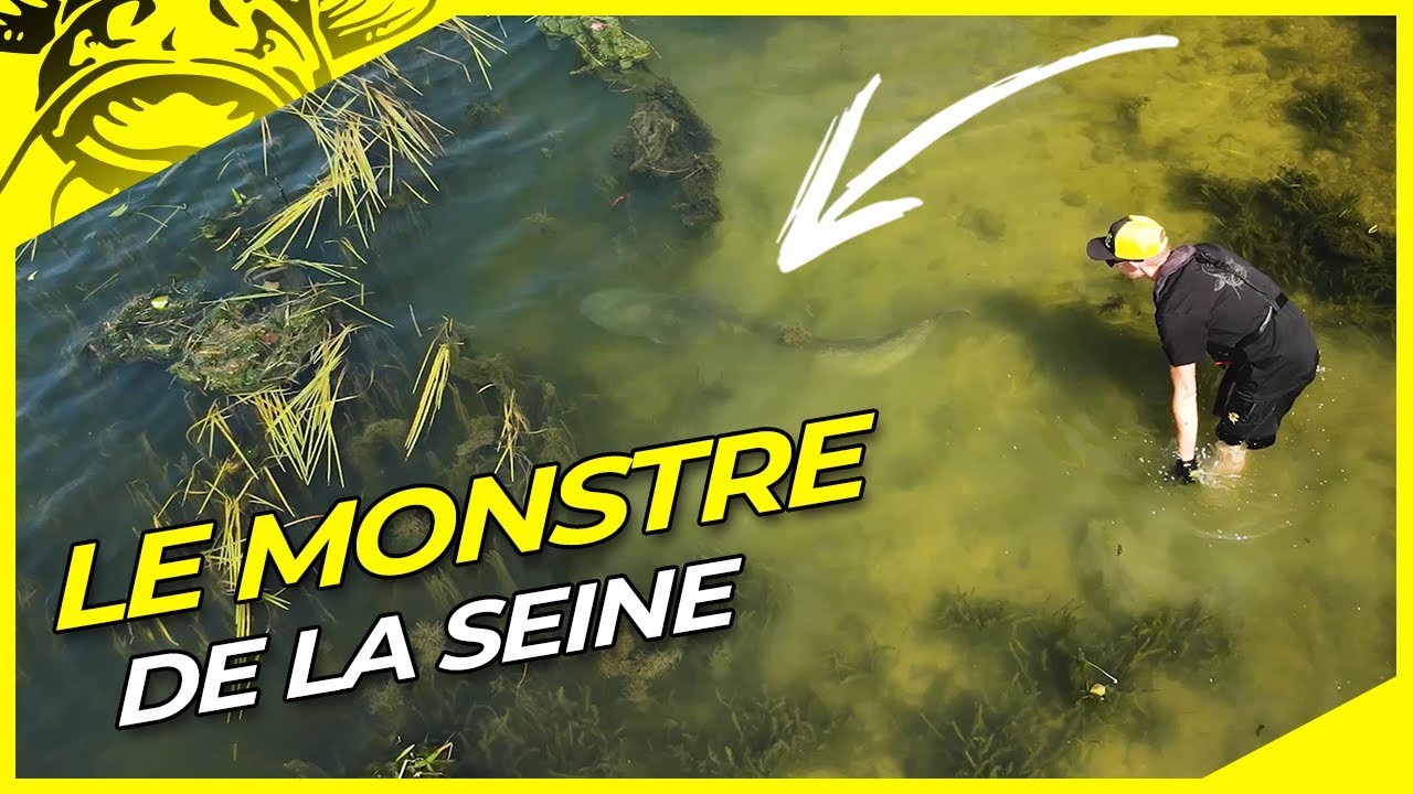 Une Journ&eacute;e de P&ecirc;che Inoubliable | P&ecirc;che silure en Seine avec Thomas Launay | Silure en vertical