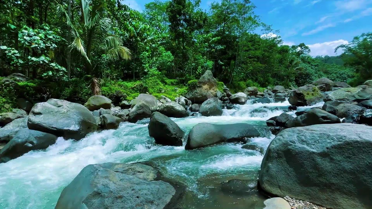 Gentle Flowing River in Lush Jungle Nature | Relaxing Water Sounds for Deep Sleep and Insomnia