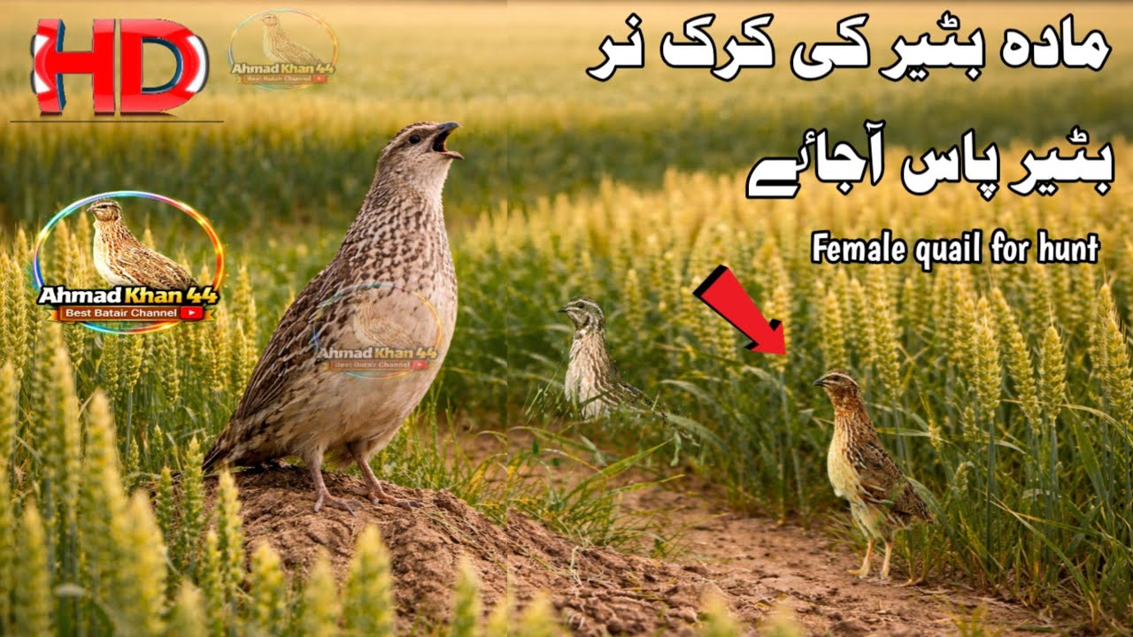 Female Quail Call Sound Effect,Female Quail Calling Sound for Hunting,Madi Batair Ki Awaz Real Sound
