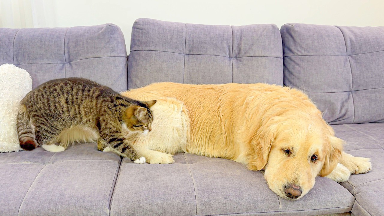 GIANT Golden Retriever Tries to Sleep While Kitten Causes Chaos!!