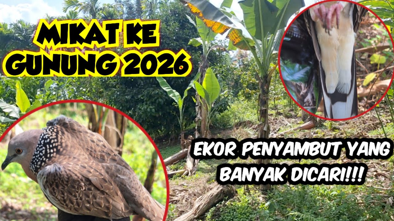 Mikat Ke Gunung 2026 || Joki Langsung Dibuat Bingung Sama Tekukur Ini ‼️