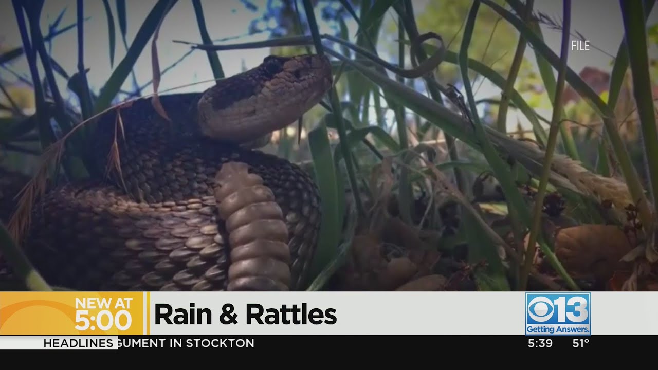 More rattlesnakes are expected this season due to the winter rain