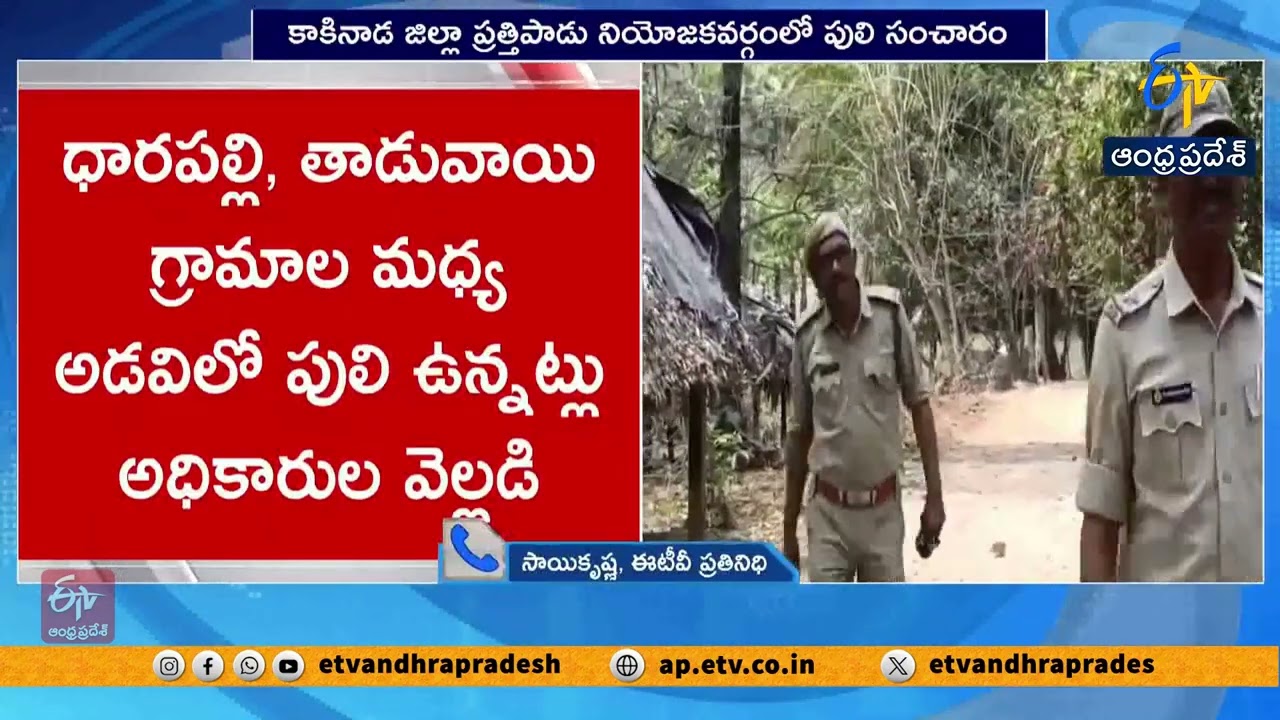 Tiger Spotted in Prathipadu | Kakinada | Locals in Panic