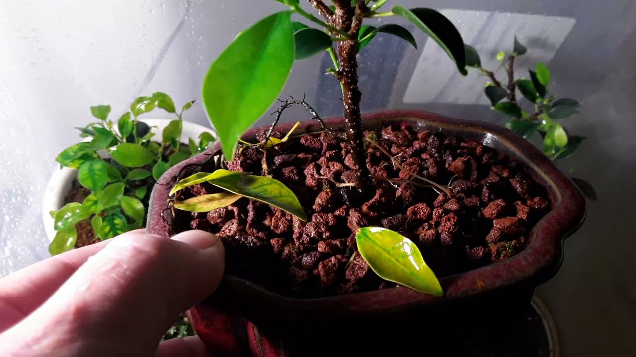 aerial root ficus bonsai after 4 weeks