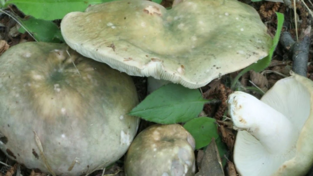 7 - Russula cyanoxantha - Il Bosco delle streghe - Audioguida