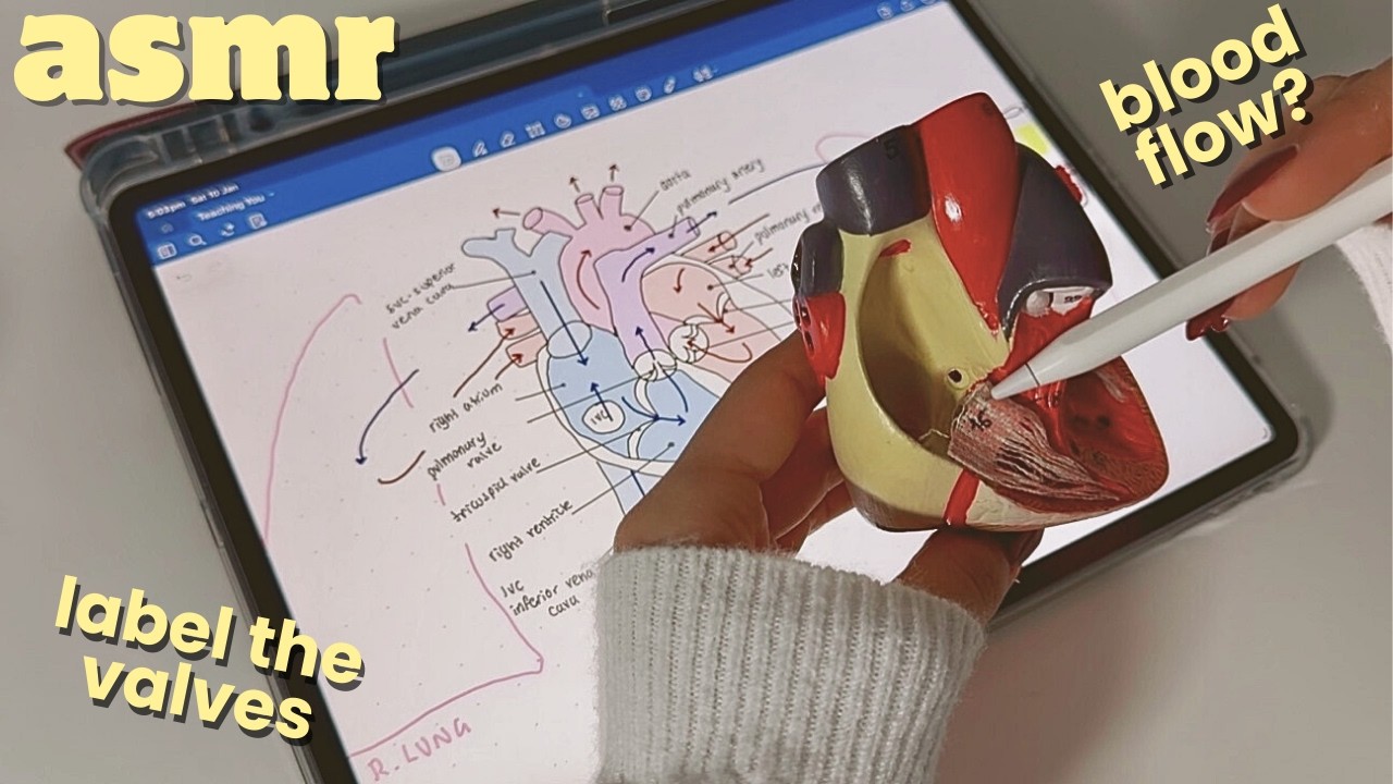 ASMR Teaching you Heart Anatomy 🫀 | Function, Structure & Close whispers ✨