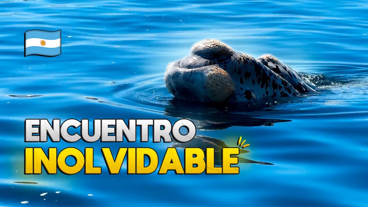 ¡El AVISTAJE de ballenas de tu vida! Puerto Pirámides