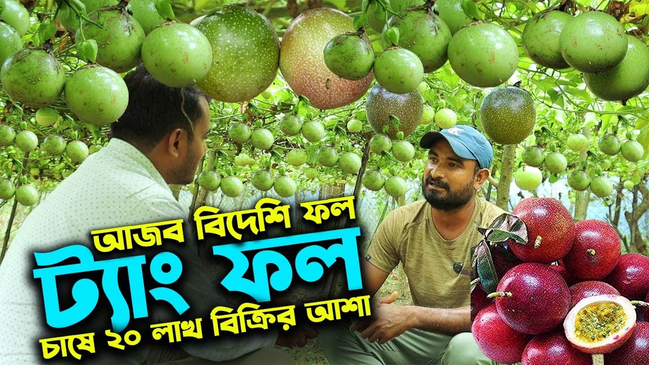 আজব বিদেশি ট্যাং ফল আনার কলি চাষে ২০ লাখ টাকা বিক্রি সম্ভাবনা | উদ্যোক্তার খোঁজে