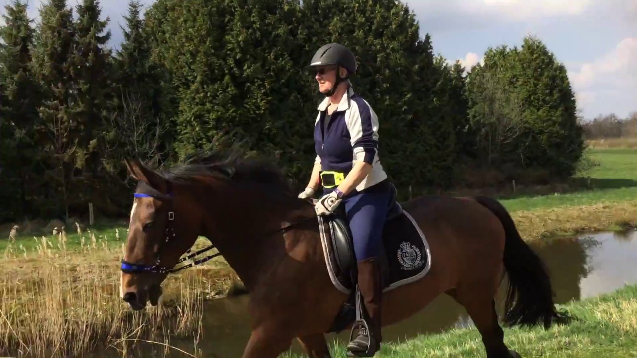 Dabo's Design BellyCam - ActionCam of GoPro te paard