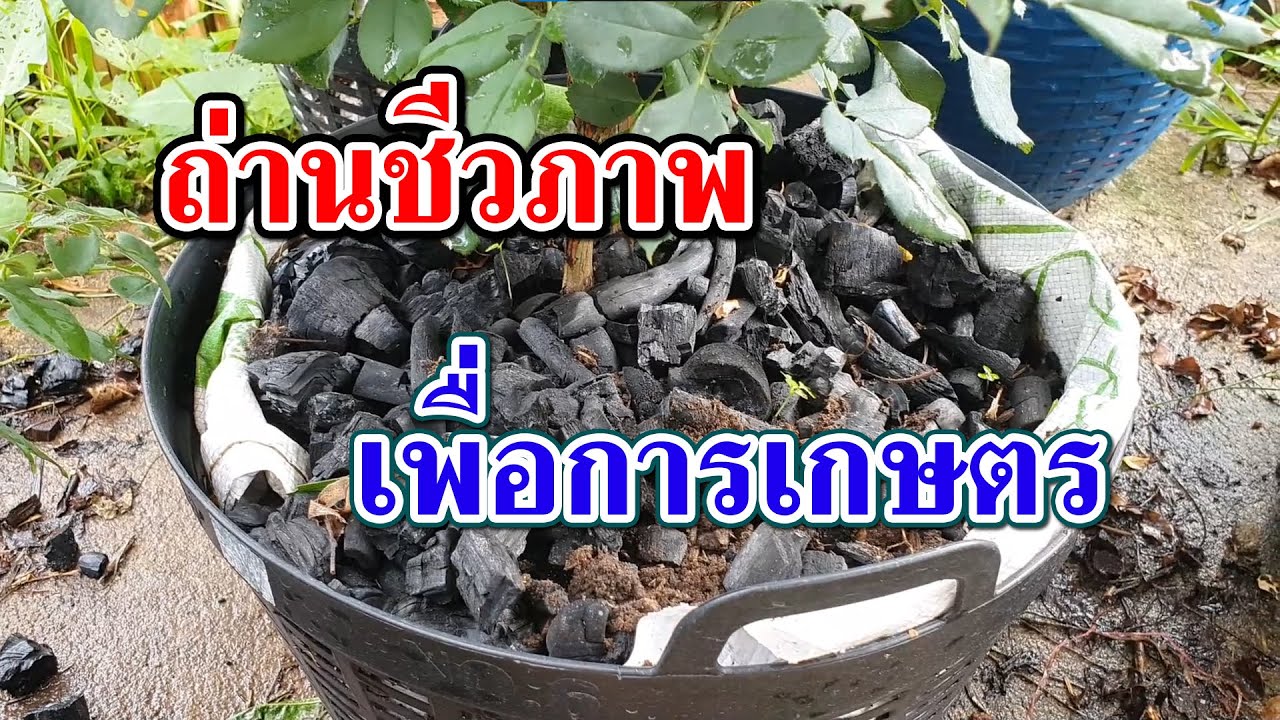 ถ่านชีวภาพ เพื่อการเกษตร ไบโอชาร์ (Biochar) พระเอกของผืนแผ่นดิน