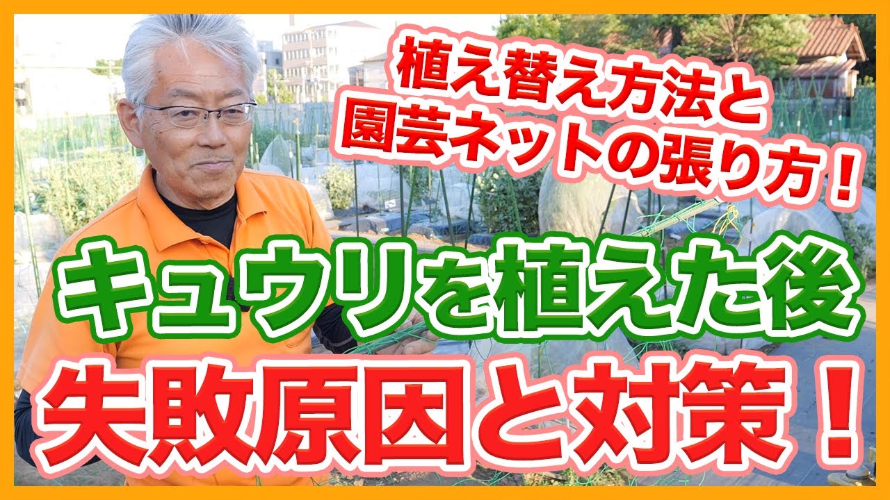家庭菜園や農園のキュウリ栽培で植えた後の失敗原因と対策！植え替えのコツや園芸ネットの張り方などキュウリの育て方を徹底解説！【農園ライフ】