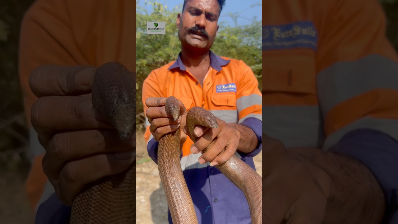 2 headed snake information Red Sand boa Snake #snakevideo #viralshort #viralvideo #youtubeshorts