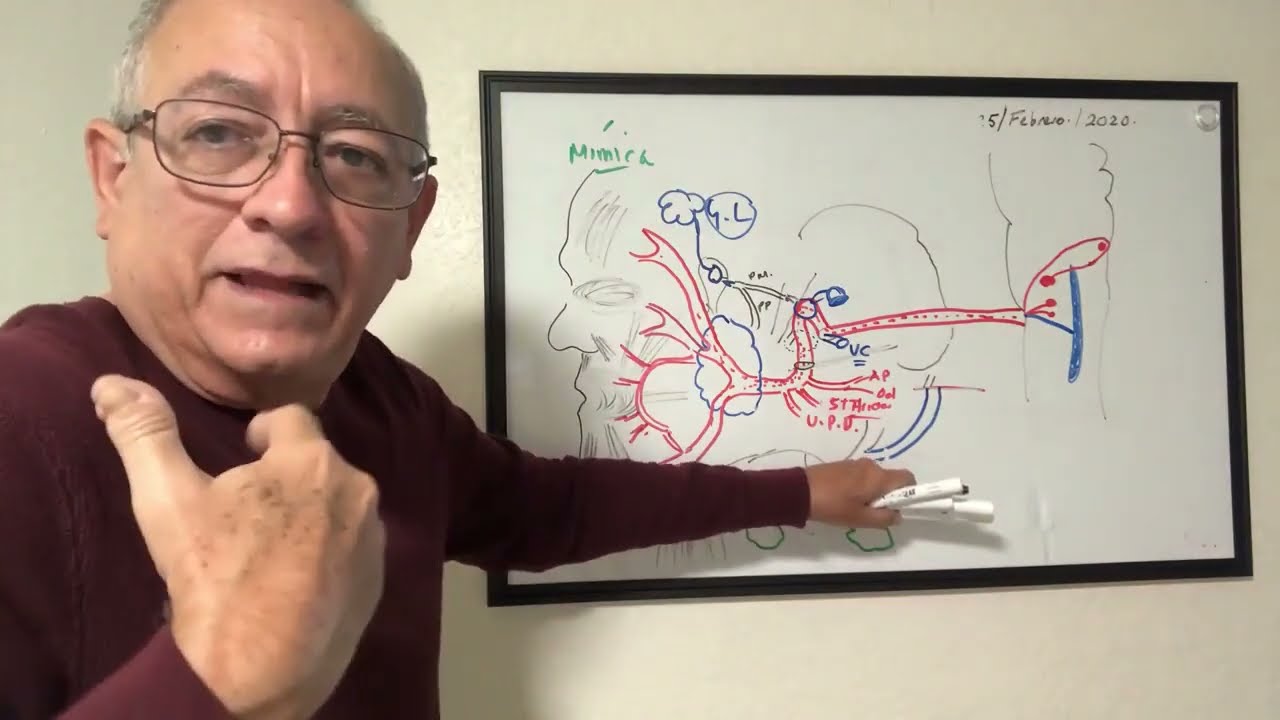 Nucleos del 7mo Nervio Facial y sus vias principales. Cuerda del timpano