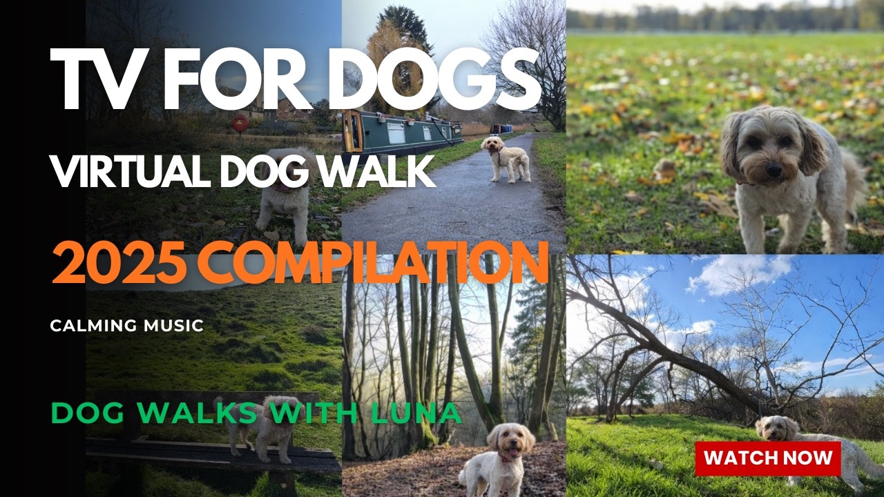 TV for Dogs & Humans 🐶 10hr 4K Virtual Dog Walks. 2025 Walks Compilation. Calming Piano Music