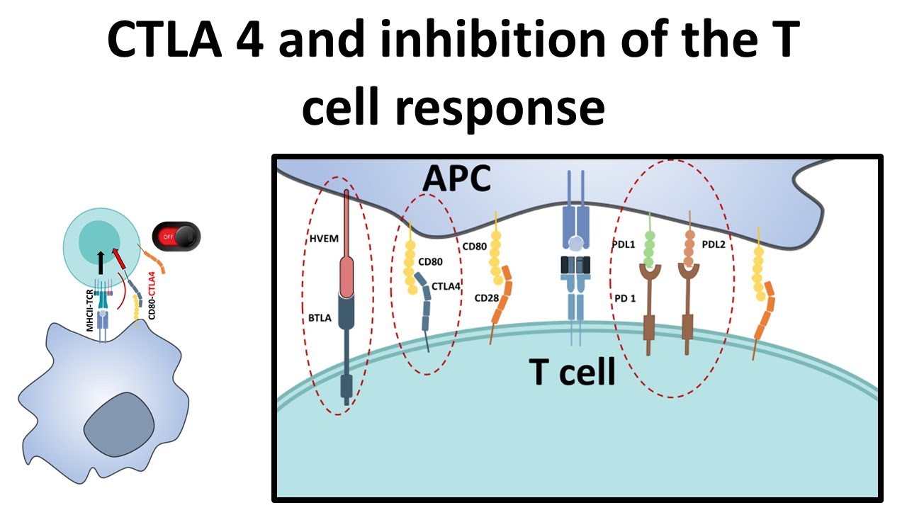 CTLA4 and attenuation of T cell response
