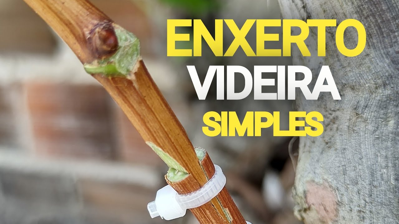 ENXERTOS de Uva, Veja como fazer de forma simples