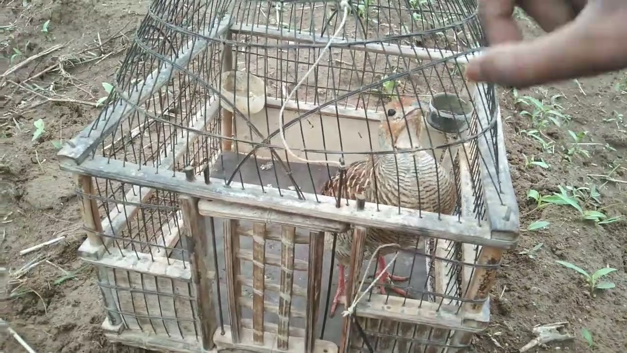 bada titar titar update video or titar ladai masti video#titar#birds #information@BirdsLover1