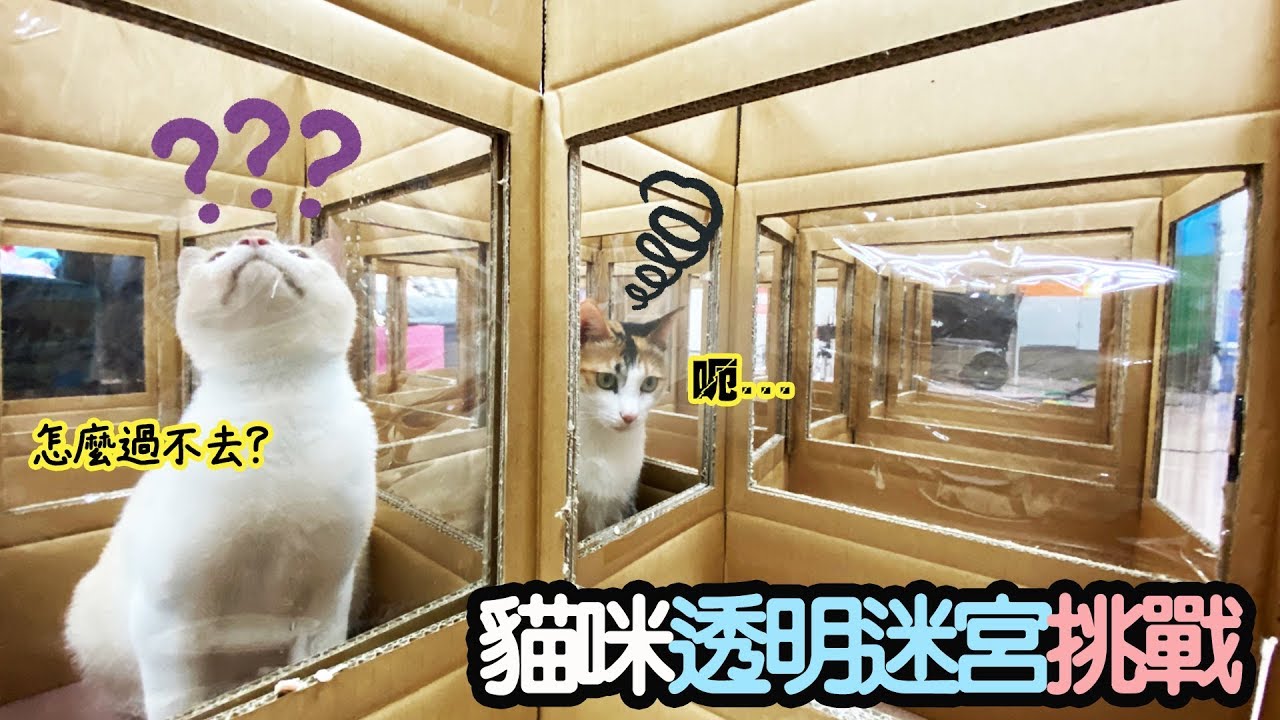 【貓日常】貓咪透明迷宮挑戰！可以成功通過嗎?/Cat invisible maze challengeNyoNyoTV妞妞TV]