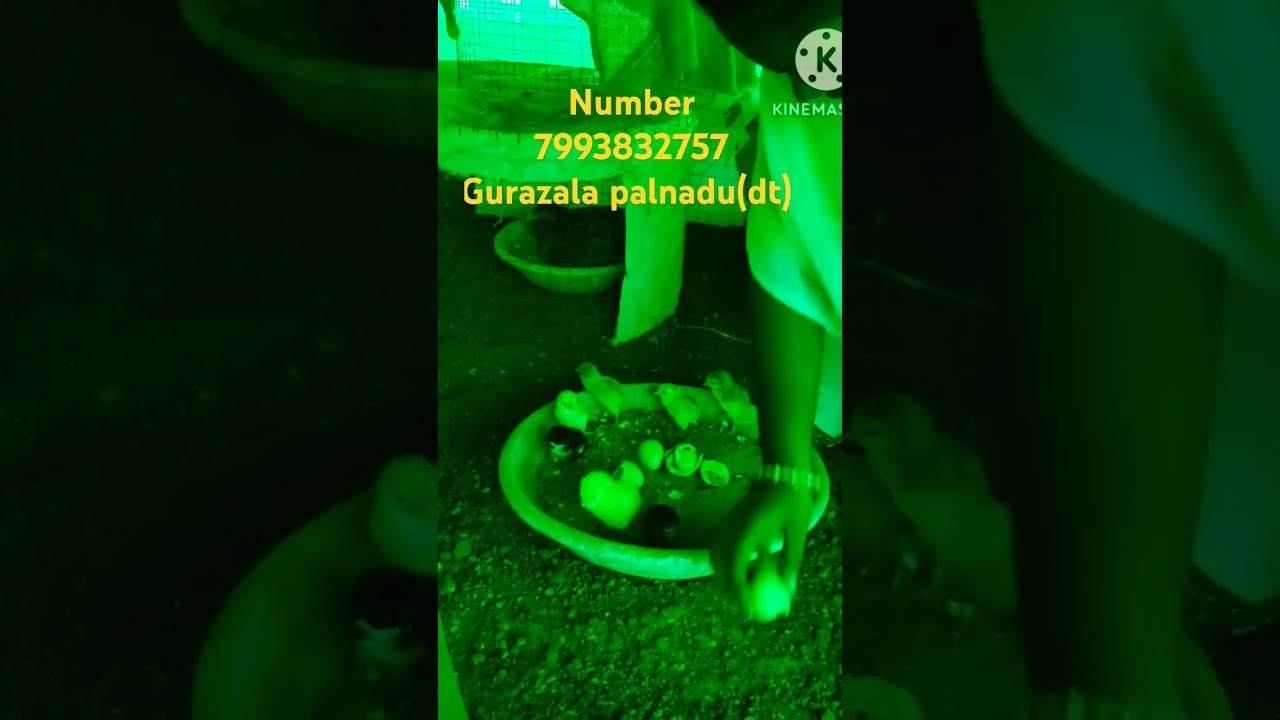 new chicks in July month #farm #subscribe  #shortsviral #krishan patnam natukolla farm