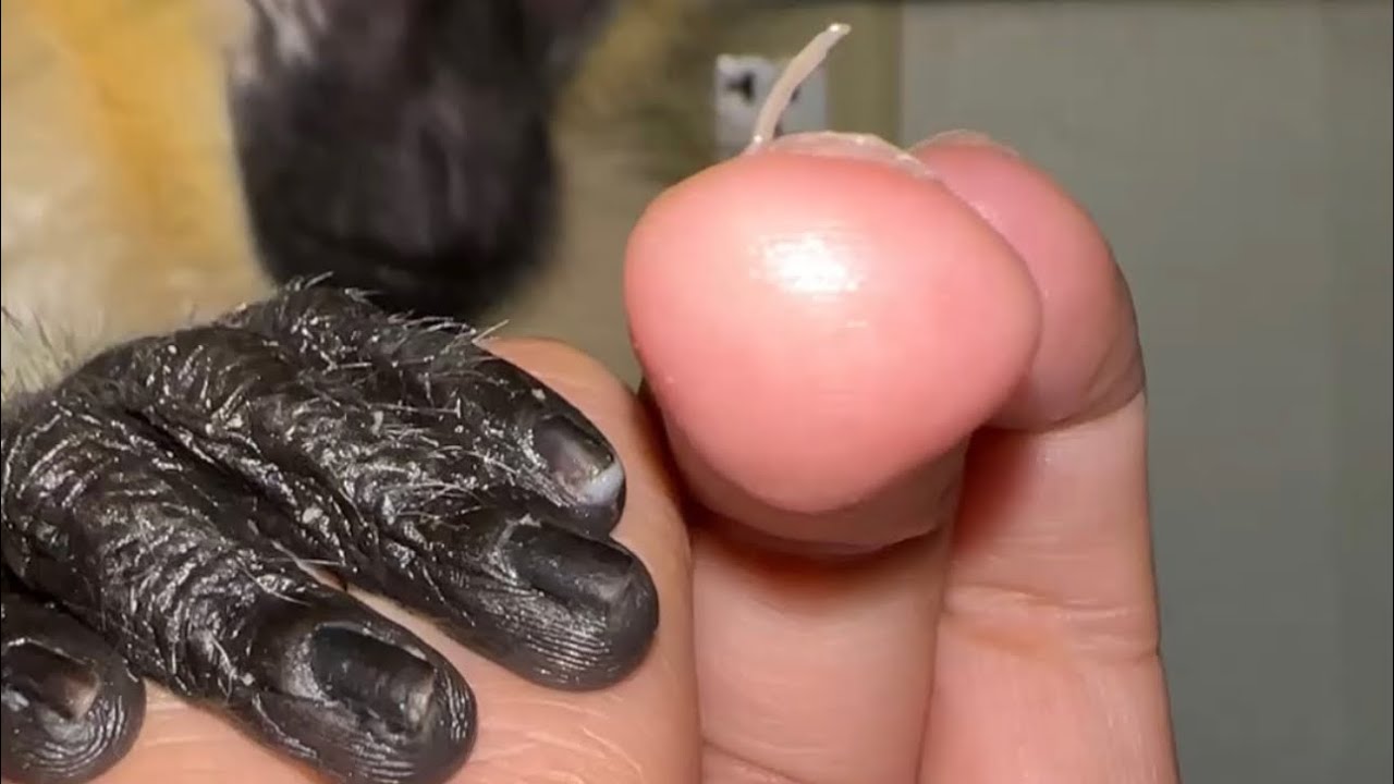 ASMR Monkey