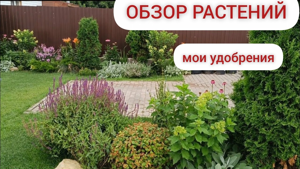 Обзор растений// Почему спряталось растение?  // Мои удобрения// Как спасаю многолетники
