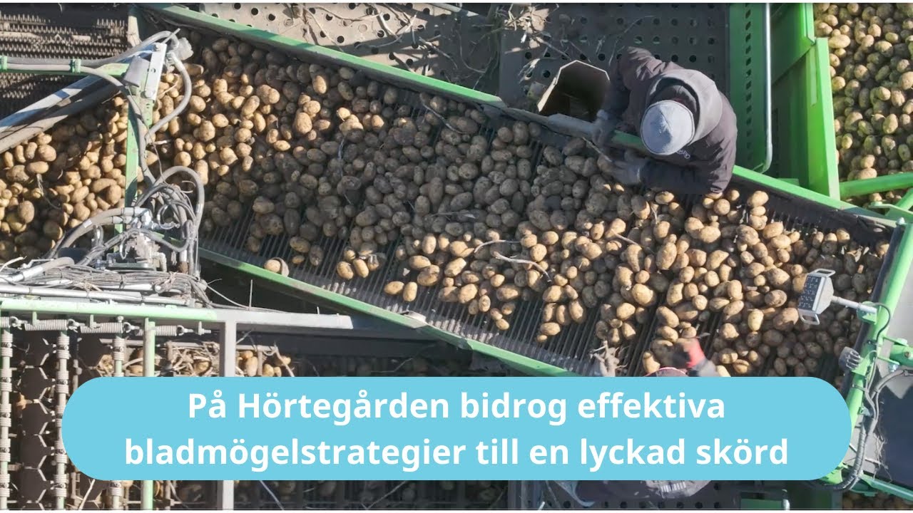 Bra potatisskörd på Hörtegården - rätt strategier höll bladmöglet under kontroll
