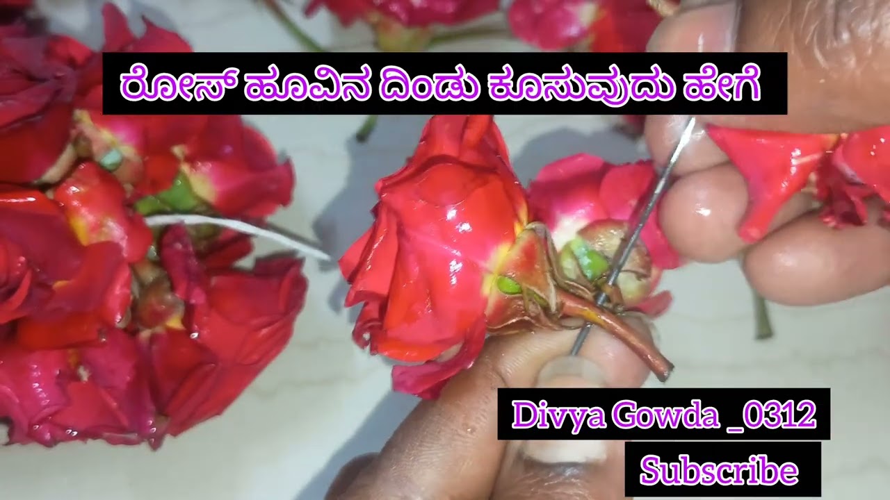 ರೋಸ್ ಹೂವಿನ ದಿಂಡು ಕೂಸುವುದು ಹೇಗೆ🌹🌹🌹