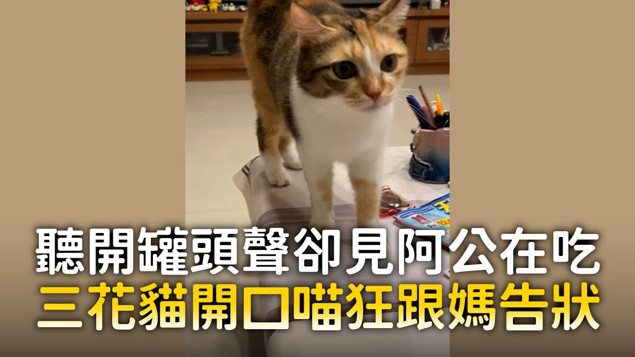 聽開罐頭聲卻見阿公在吃　三花貓開口喵狂跟媽告狀