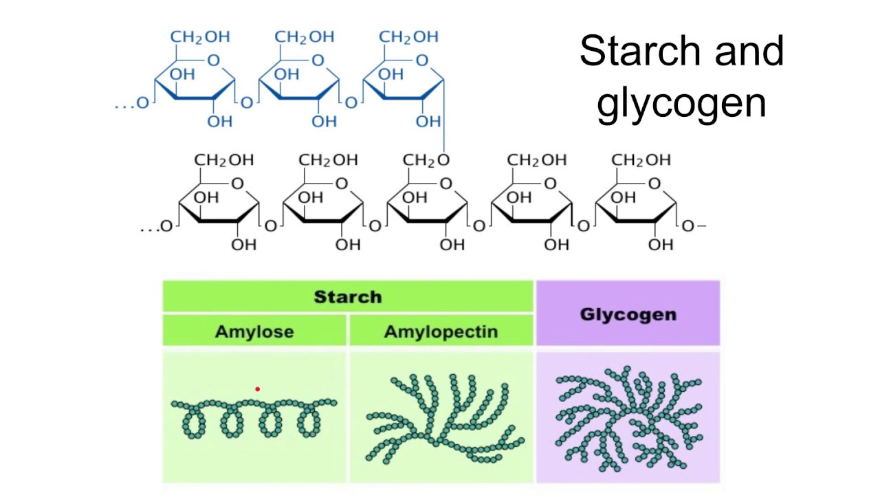 Carbohydrates AQA A Level Biology