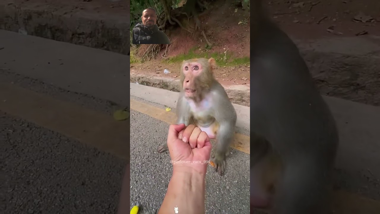 Craziness then monkey #funny #monkey #funnyanimals #hilarious #zoo #jaldevishorts #makeitviral #new