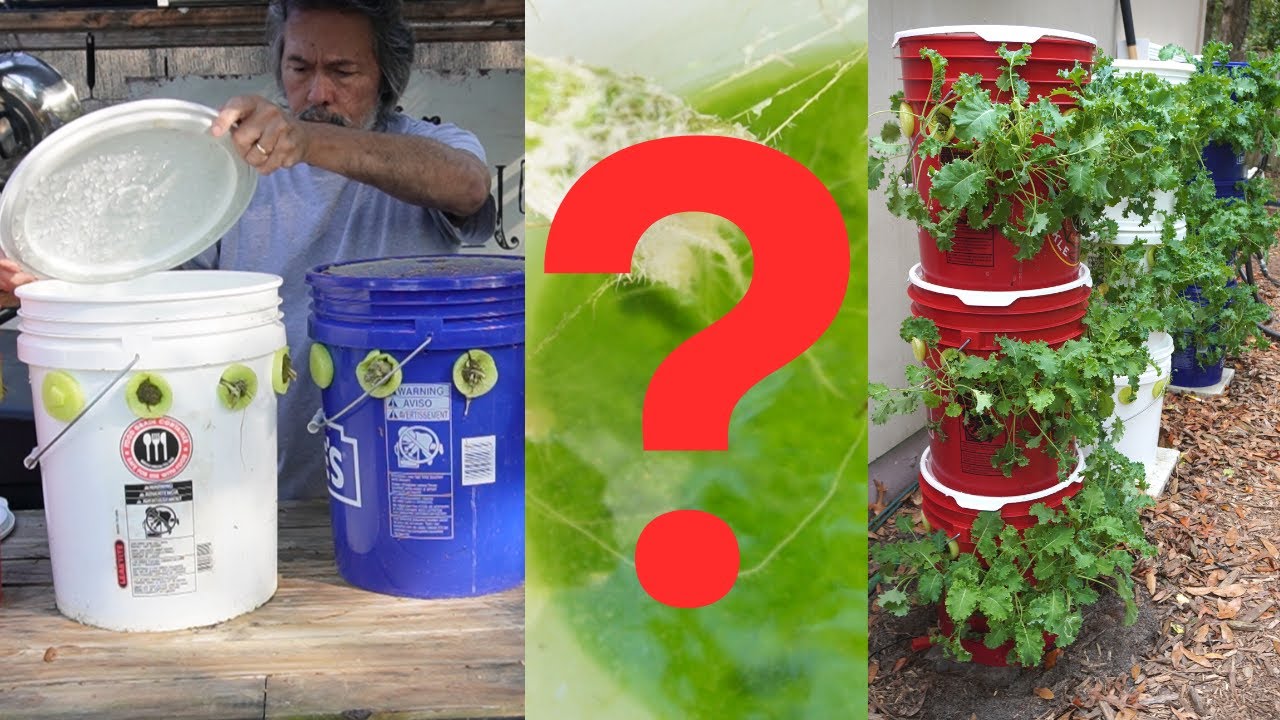 Algae in Garden Tower Cheap & Easy Hydroponics