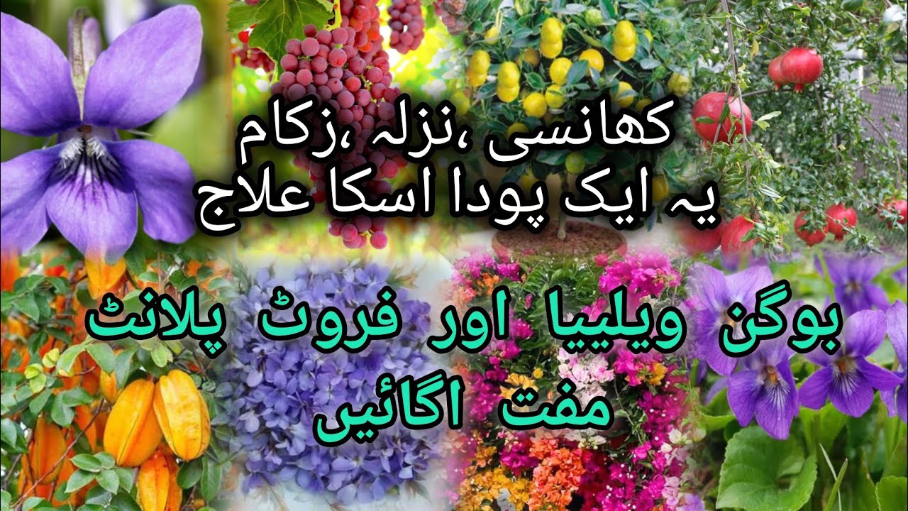 Herbal Plant Banafsha Benefits | How to Grow Bougainvillea From Cutting 