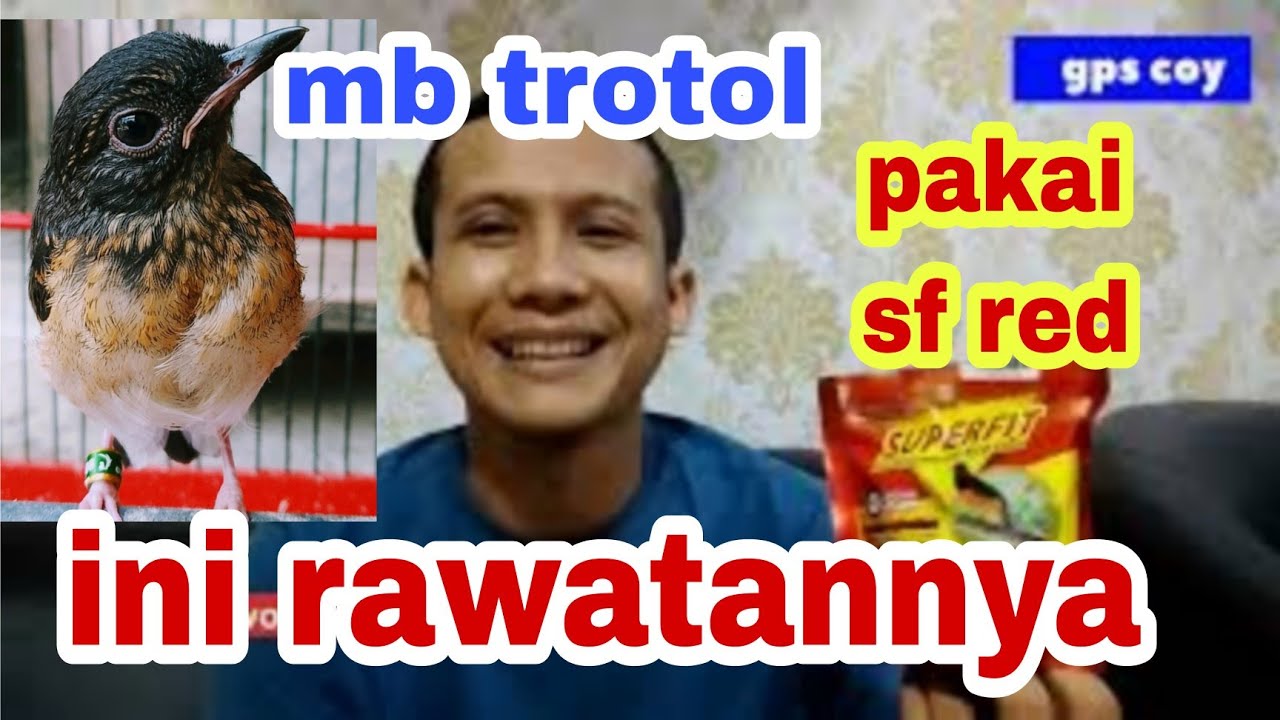voer superfit red untuk murai batu trotol