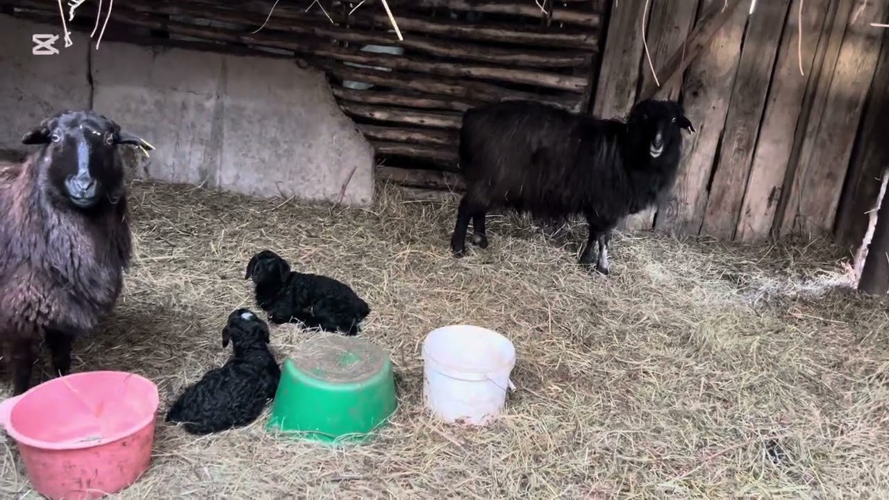 Ауыл вайб: 🐂🐄