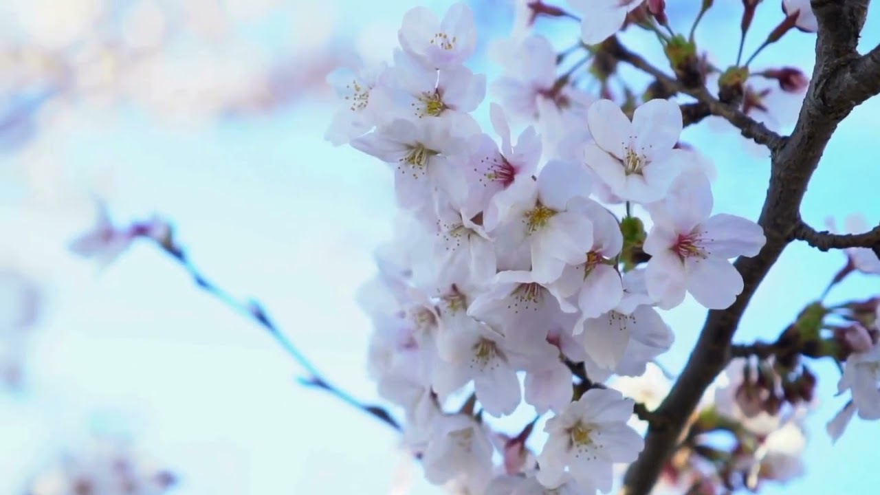 Cherry Blossoms in Bloom | 2 Hour Classical Piano Loop for Focus & Calm