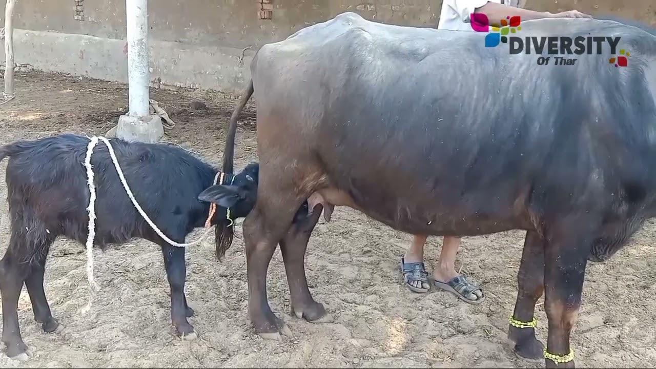 Buffalo Calf Feeding || Buffalo Of Tharparkar || Diversity Of Thar