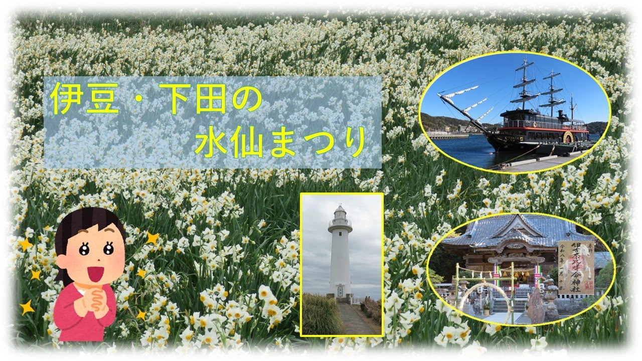 048　伊豆「水仙まつり」に行ってきました