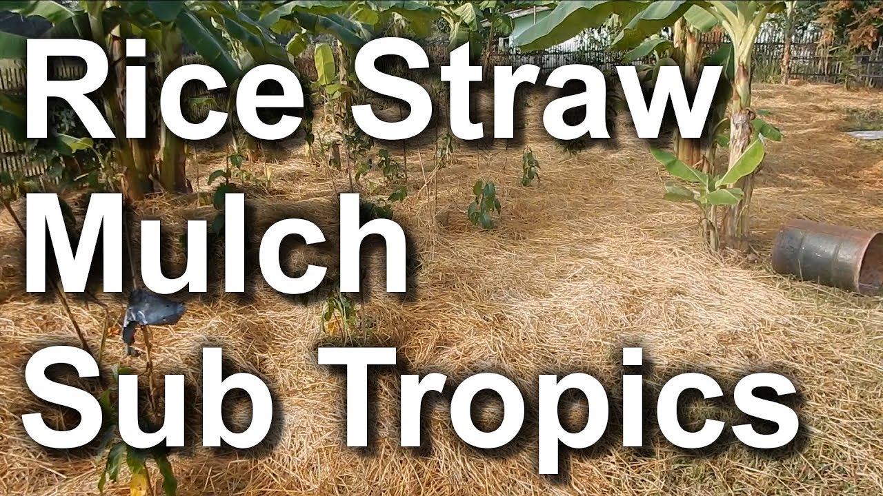 Rice Straw Mulch Utilization (Sub Tropical Area)