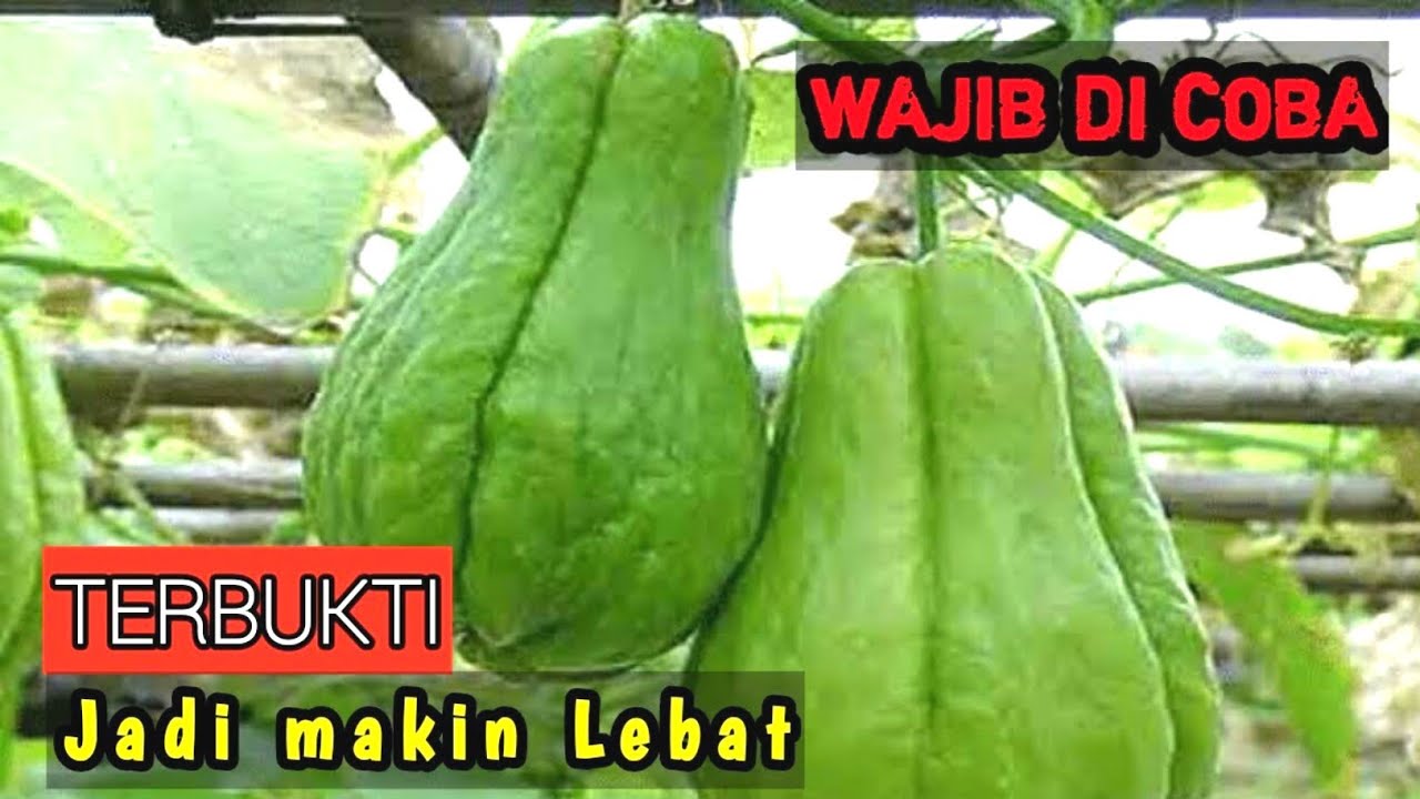 CARA MEMPERCEPAT PEMBUAHAN LABU SIAM