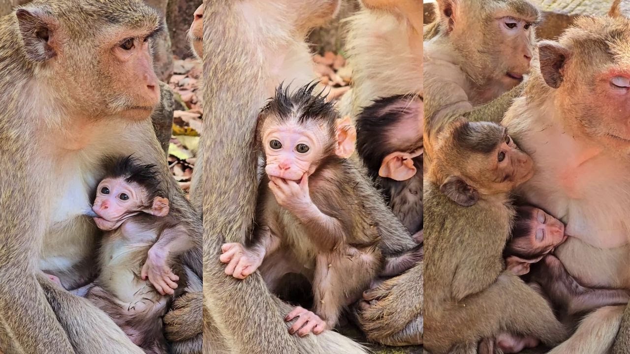 Cute Paris asks for get out after she gets full milk but Peper mum keeps her nursing more.