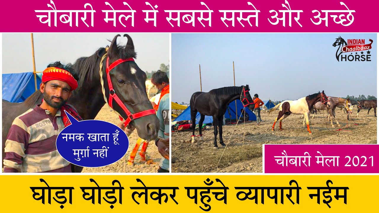 मेले में सबसे सस्ते और अच्छे घोड़ा घोड़ी लेकर पहुँचे व्यापारी नईम #Chubarihorsemela (Bareilly, Up)