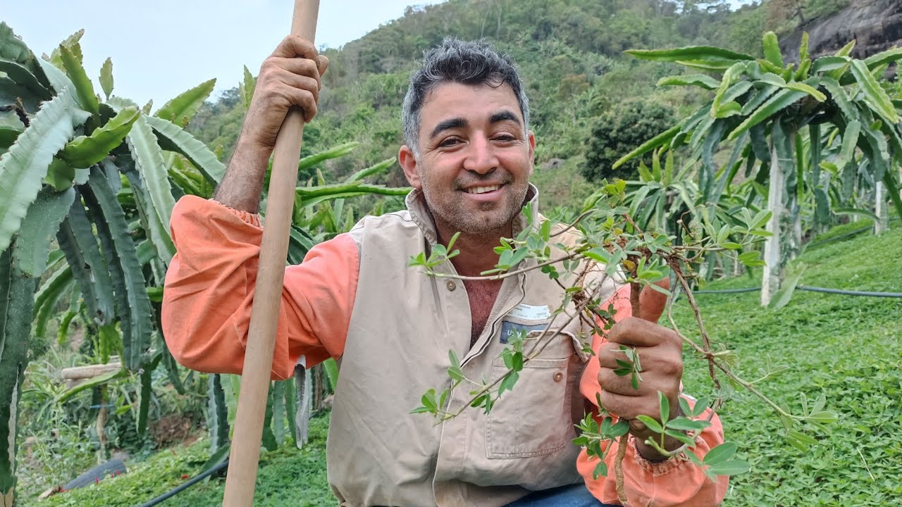 Como plantar amendoim forrageiro e os benefícios na plantação de pitaya.