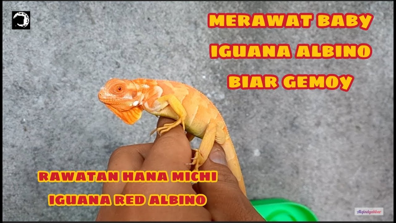 TIPS MERAWAT BABY IGUANA ALBINO BIAR SEHAT DAN CEPET GEMOY