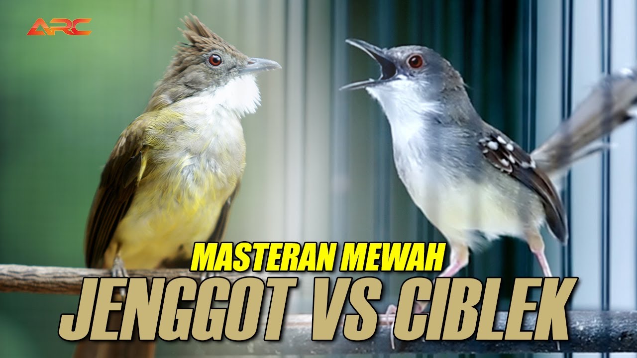 CUCAK JENGGOT VS CIBLEK  SUPER NEMBAK