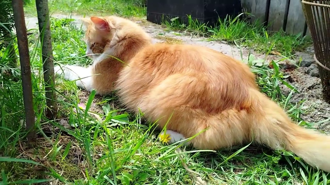 Что бы я делала без него? Кот, который всё держит под контролем 😸